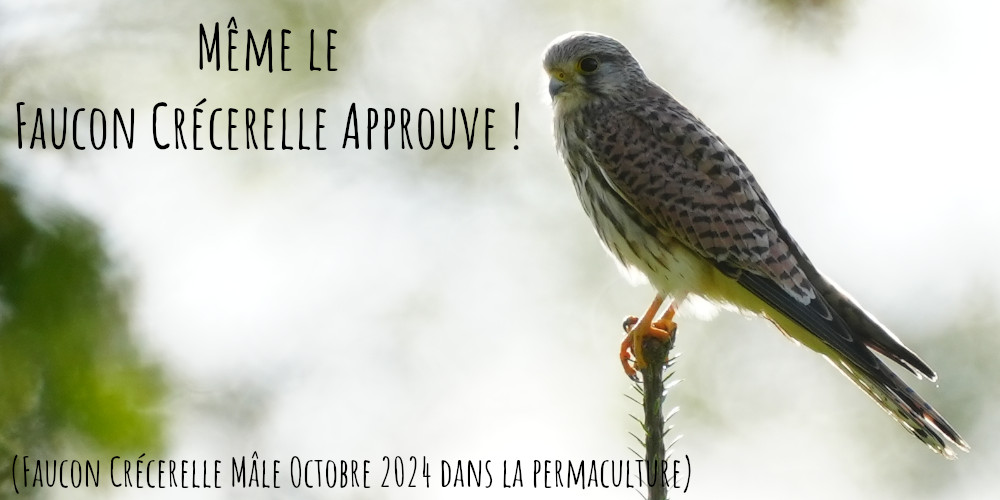 { _file.DOWNLOAD_NAME }